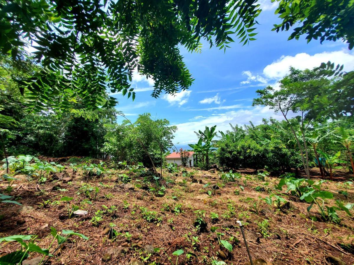 Villa The Jungle Mérida Exterior foto